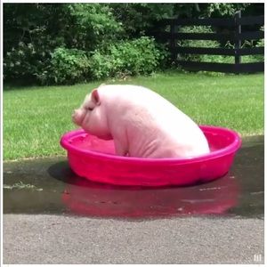 Meet your Posher, Jackie